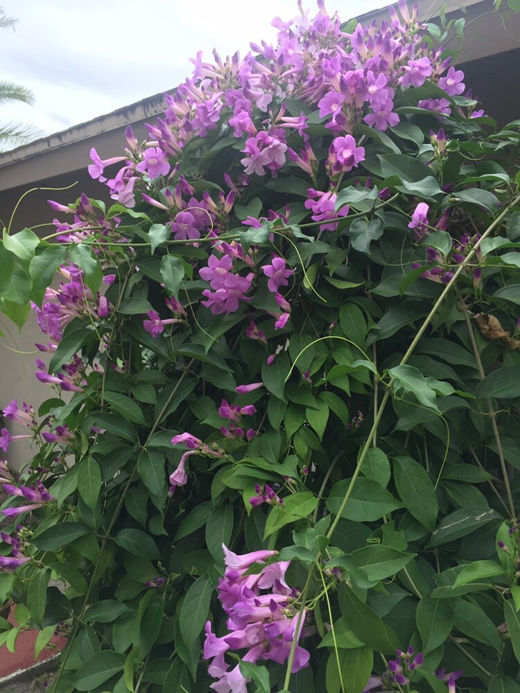 Stunning Purple Flowering Vine, Garlic Vine Seeds, Mansoa alliacea, formerly Bignonia Aequinoctialis, False Garlic MN011