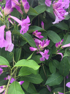 Stunning Purple Flowering Vine, Garlic Vine Seeds, Mansoa alliacea, formerly Bignonia Aequinoctialis, False Garlic MN011