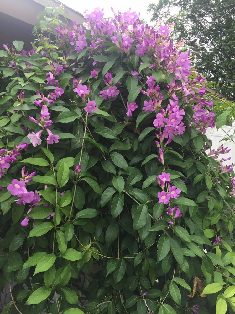 Stunning Purple Flowering Vine, Garlic Vine Seeds, Mansoa alliacea, formerly Bignonia Aequinoctialis, False Garlic MN011