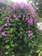 Stunning Purple Flowering Vine, Garlic Vine Seeds, Mansoa alliacea, formerly Bignonia Aequinoctialis, False Garlic MN011
