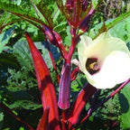Jing Orange Okra Seeds, Jing Abelmoschus Esculentus AB0630