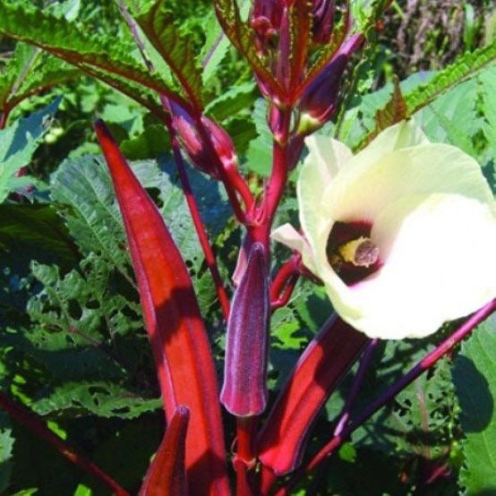 Jing Orange Okra Seeds, Jing Abelmoschus Esculentus AB0630