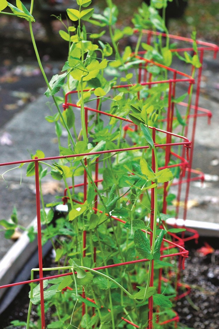 Wando Heat Tolerant Peas Pisum Sativum PI0250