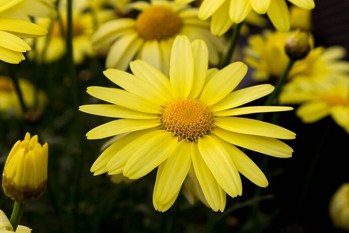 Arnica Montana Seeds, Organic Mountain Tobacco, Herbal Medicinal AR6020