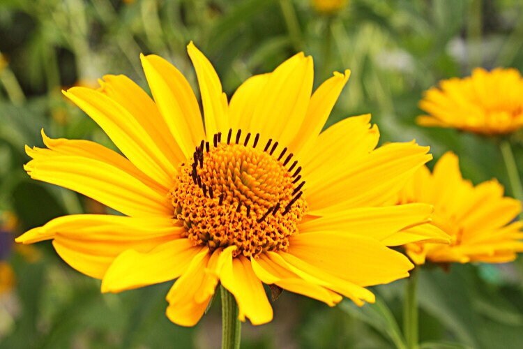 Arnica Montana Seeds, Organic Mountain Tobacco, Herbal Medicinal AR6020