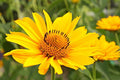 Arnica Montana Seeds, Organic Mountain Tobacco, Herbal Medicinal AR6020