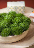 10000 Irish Moss Seeds, Sagina Subulata, Pearlwort, Ground Cover SS0110M