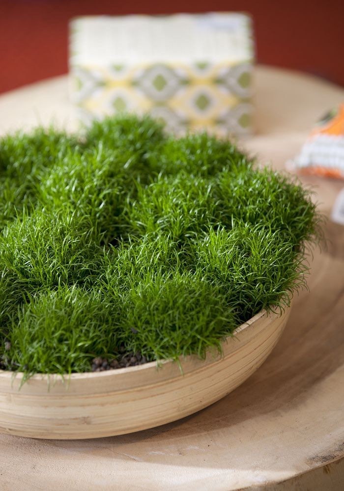5000 Irish Moss Seeds, Sagina Subulata, Pearlwort, Ground Cover SS015M