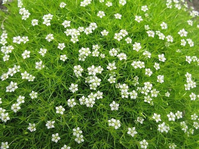 10000 Irish Moss Seeds, Sagina Subulata, Pearlwort, Ground Cover SS0110M