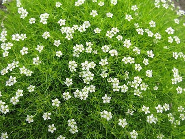 5000 Irish Moss Seeds, Sagina Subulata, Pearlwort, Ground Cover SS015M