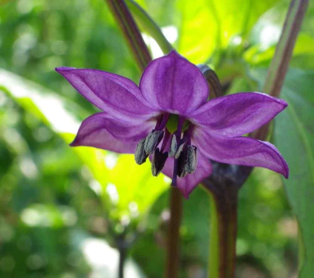 Organic Black Jalape√±o Seeds, Hot Peppers, Jalapeno, Capsicum Annuum CH0910