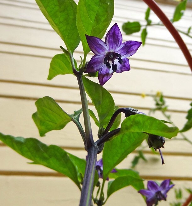 Organic Black Jalape√±o Seeds, Hot Peppers, Jalapeno, Capsicum Annuum CH0910