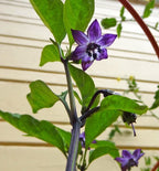 Organic Black Jalape√±o Seeds, Hot Peppers, Jalapeno, Capsicum Annuum CH0910