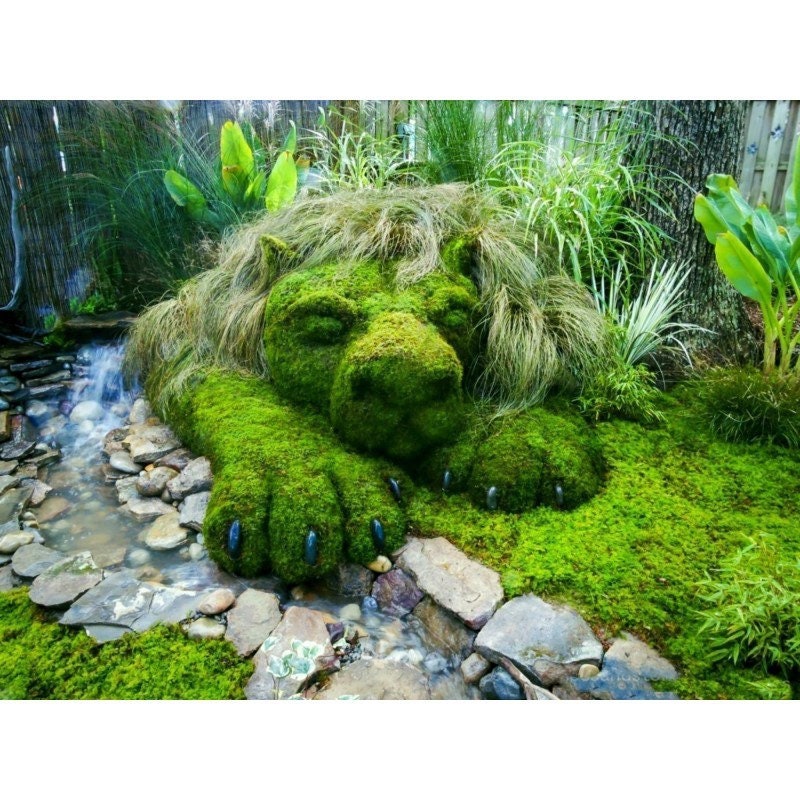 5000 Irish Moss Seeds, Sagina Subulata, Pearlwort, Ground Cover SS015M