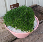 5000 Irish Moss Seeds, Sagina Subulata, Pearlwort, Ground Cover SS015M
