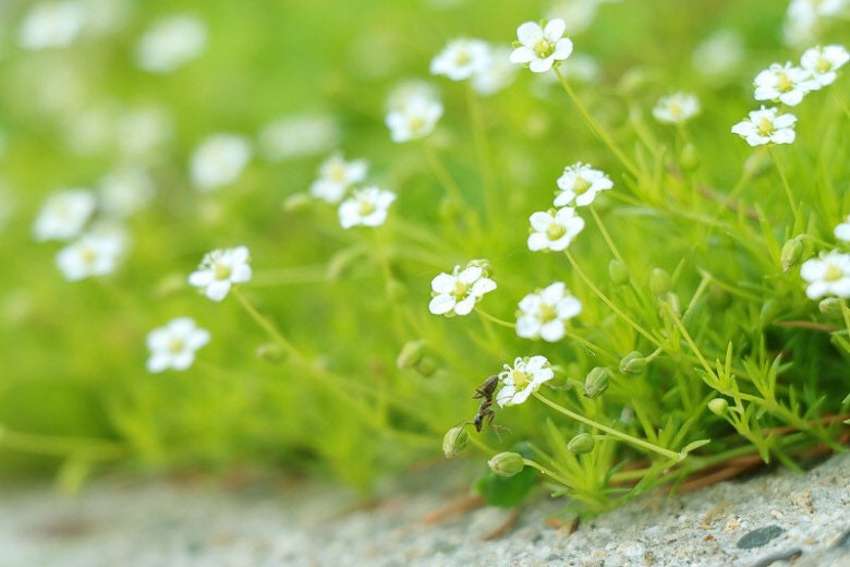5000 Irish Moss Seeds, Sagina Subulata, Pearlwort, Ground Cover SS015M