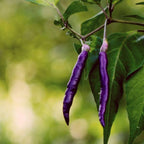 Organic Purple Cayenne Pepper Seeds, Hot Peppers CH0310