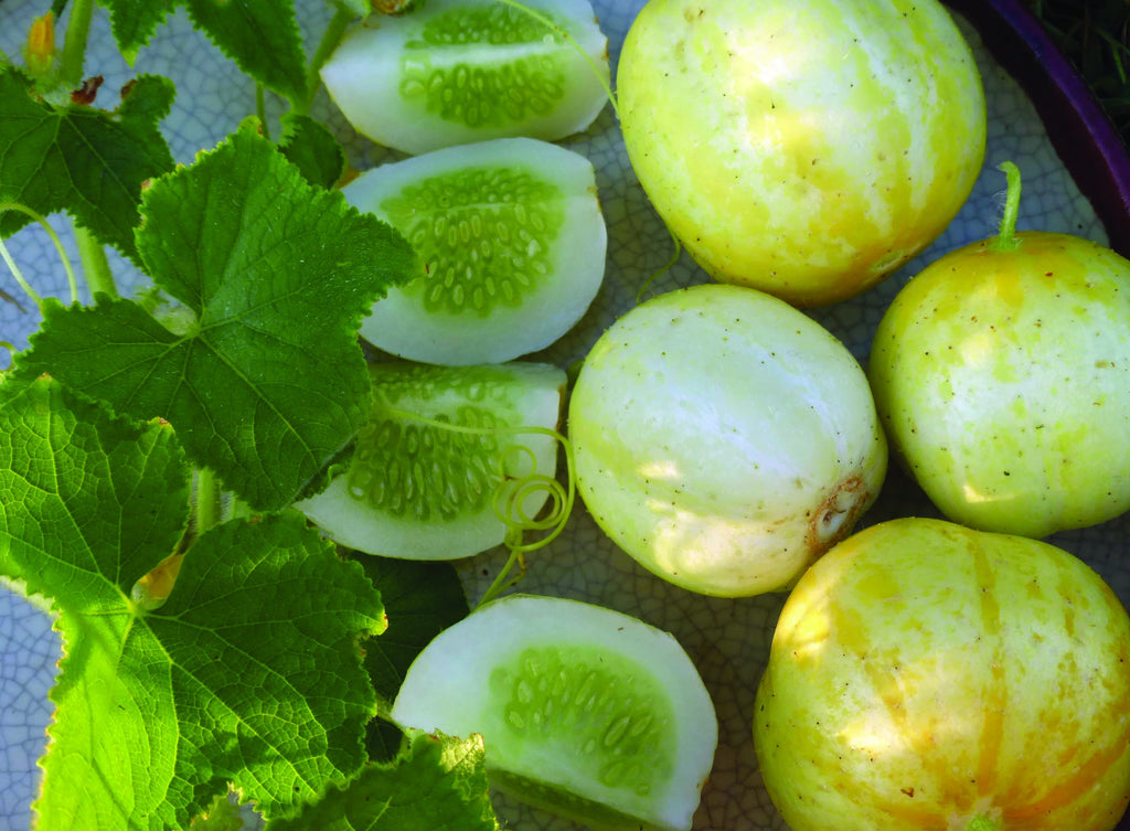 30 Organic Lemon Cucumber Seeds CU0230