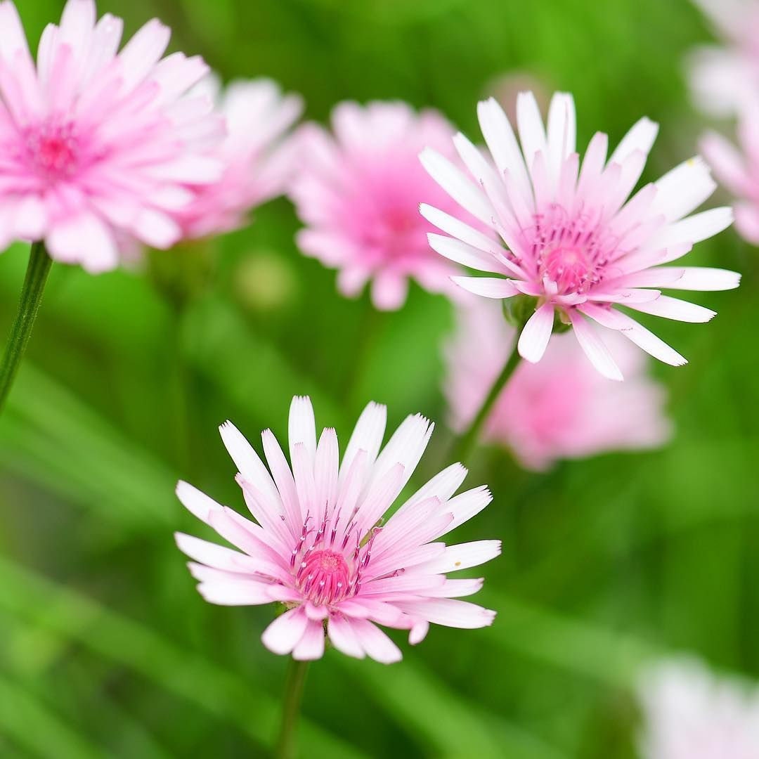 20 Rare Pink 'Dandelion', Rose Maiden, Hawksbeard, Crepis Rubra Seeds CR0120
