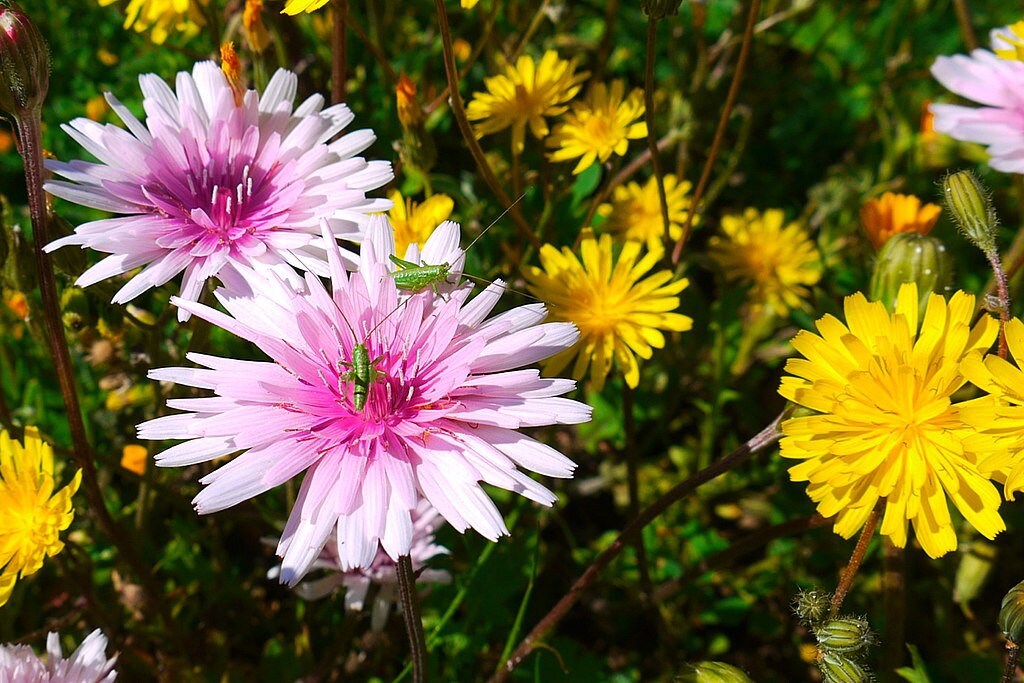 20 Rare Pink 'Dandelion', Rose Maiden, Hawksbeard, Crepis Rubra Seeds CR0120