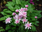 20 Rare Pink 'Dandelion', Rose Maiden, Hawksbeard, Crepis Rubra Seeds CR0120