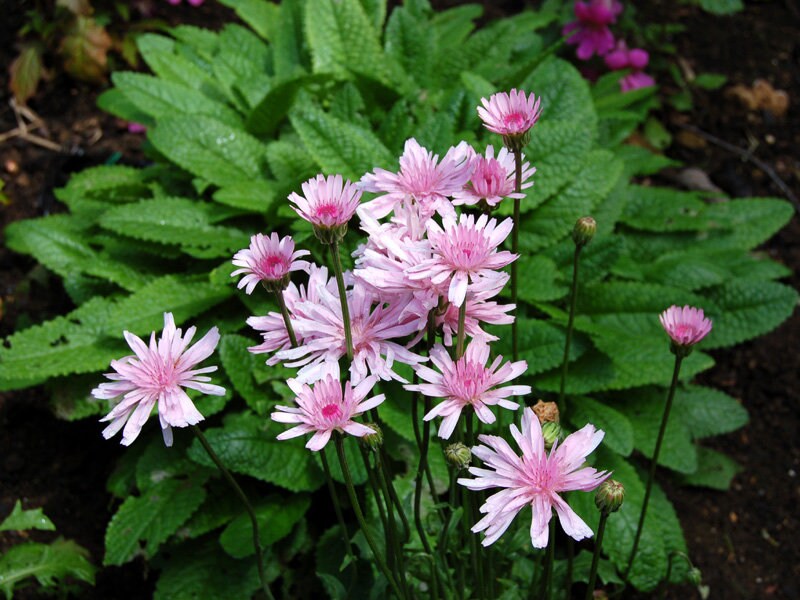 20 Rare Pink 'Dandelion', Rose Maiden, Hawksbeard, Crepis Rubra Seeds CR0120