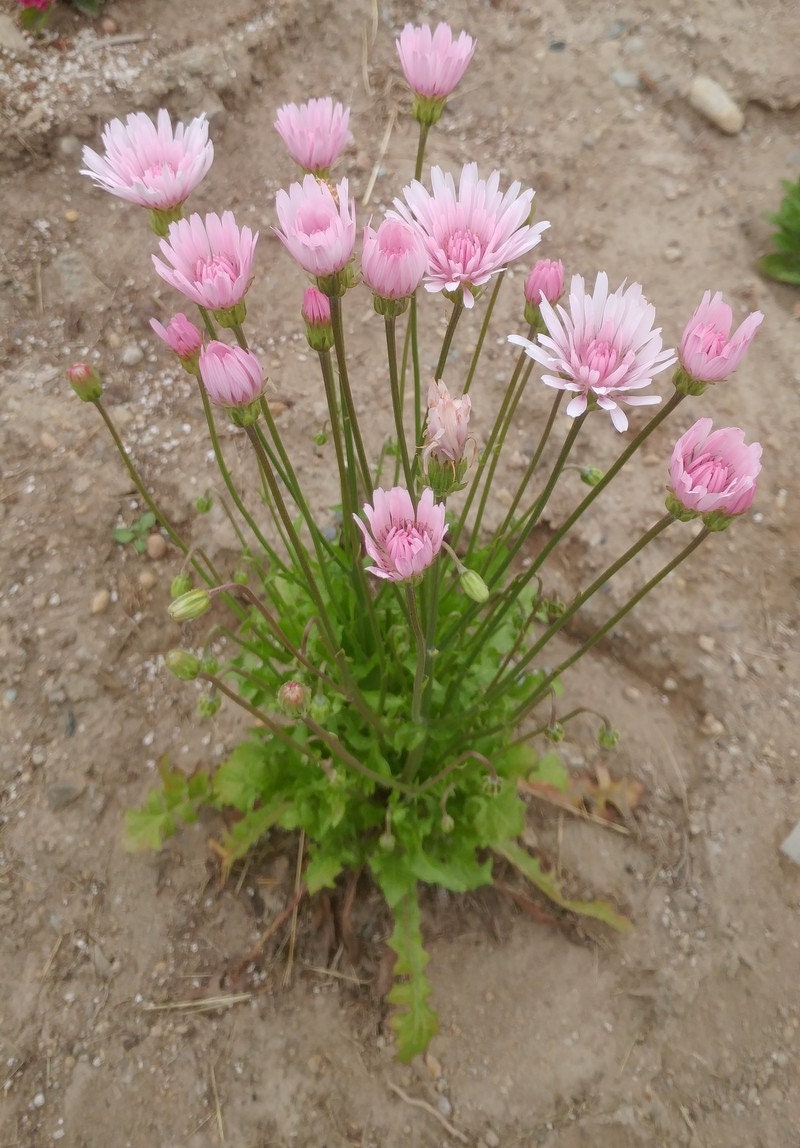 20 Rare Pink 'Dandelion', Rose Maiden, Hawksbeard, Crepis Rubra Seeds CR0120