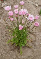 20 Rare Pink 'Dandelion', Rose Maiden, Hawksbeard, Crepis Rubra Seeds CR0120
