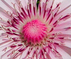 20 Rare Pink 'Dandelion', Rose Maiden, Hawksbeard, Crepis Rubra Seeds CR0120