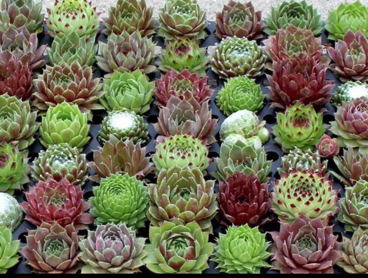 100 Mixed Sempervivum SEEDS, Hens and Chicks Succulents, Hybrid Random assortment, surprise plants SH011C