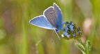 Blue Milkweed Seeds, Heavenly Blue Tweedia, Caerulea, Butterfly, Heavenborn, Oxypetalum caeruleum MW0210