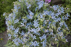 Blue Milkweed Seeds, Heavenly Blue Tweedia, Caerulea, Butterfly, Heavenborn, Oxypetalum caeruleum MW0210
