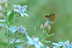 Blue Milkweed Seeds, Heavenly Blue Tweedia, Caerulea, Butterfly, Heavenborn, Oxypetalum caeruleum MW0210