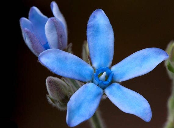 Blue Milkweed Seeds, Heavenly Blue Tweedia, Caerulea, Butterfly, Heavenborn, Oxypetalum caeruleum MW0210