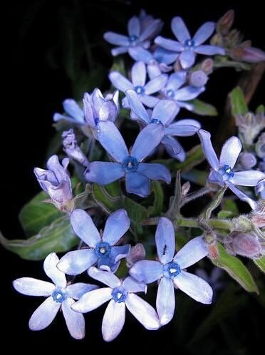 Blue Milkweed Seeds, Heavenly Blue Tweedia, Caerulea, Butterfly, Heavenborn, Oxypetalum caeruleum MW0210