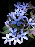 Blue Milkweed Seeds, Heavenly Blue Tweedia, Caerulea, Butterfly, Heavenborn, Oxypetalum caeruleum MW0210