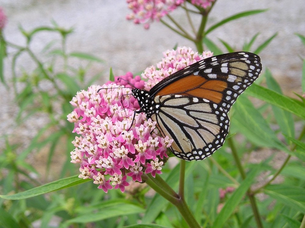 6 Pack Milkweed Collection (seeds are separated) Prairie, Common, Orange, Showy, Swamp and Whorled MW0720E
