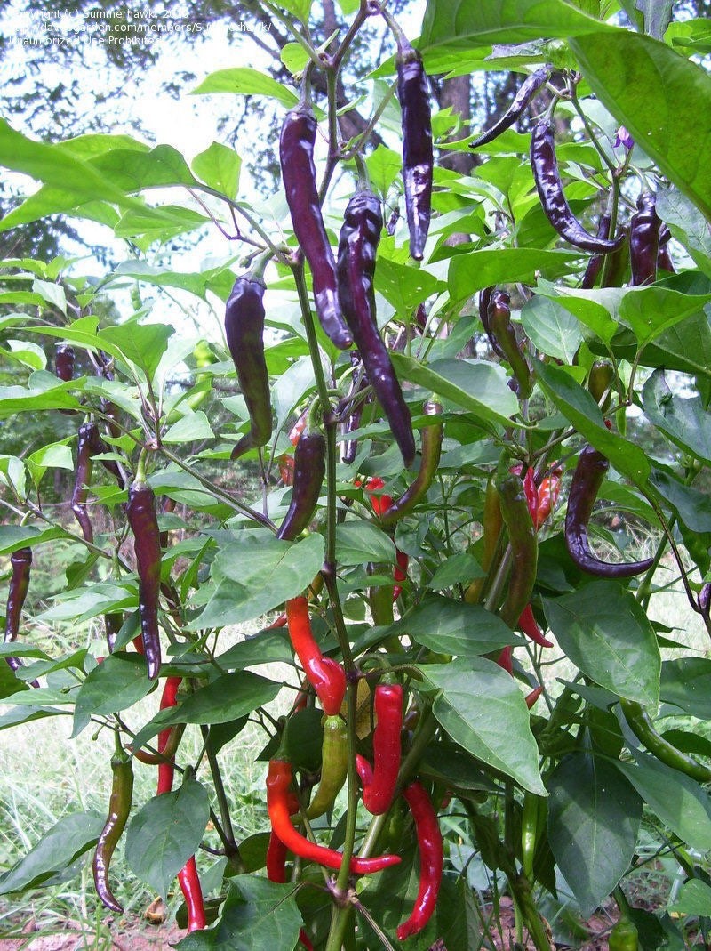 Organic Purple Cayenne Pepper Seeds, Hot Peppers CH0310
