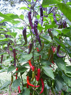 Organic Purple Cayenne Pepper Seeds, Hot Peppers CH0310