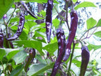 Organic Purple Cayenne Pepper Seeds, Hot Peppers CH0310