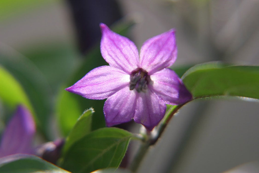 Organic Purple Cayenne Pepper Seeds, Hot Peppers CH0310