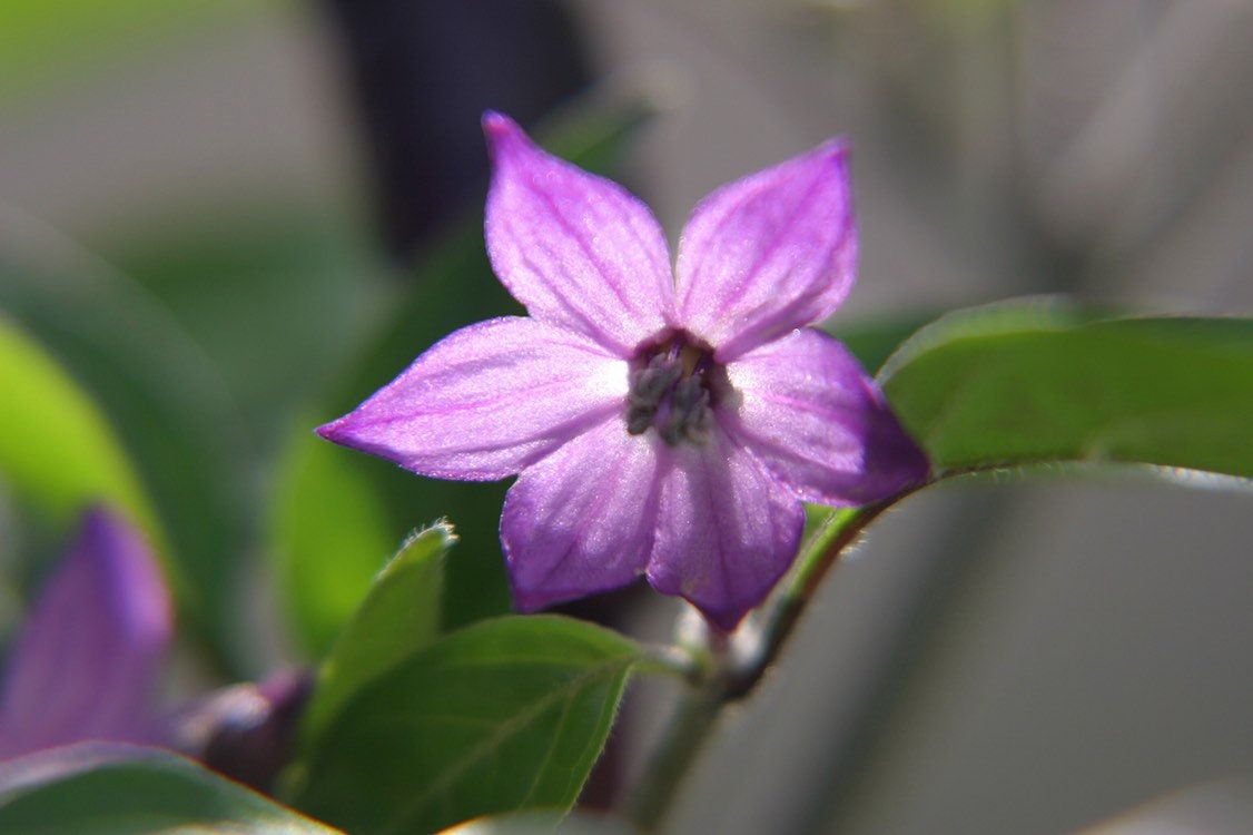 Organic Purple Cayenne Pepper Seeds, Hot Peppers CH0310