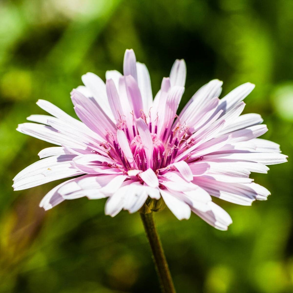 20 Rare Pink 'Dandelion', Rose Maiden, Hawksbeard, Crepis Rubra Seeds CR0120
