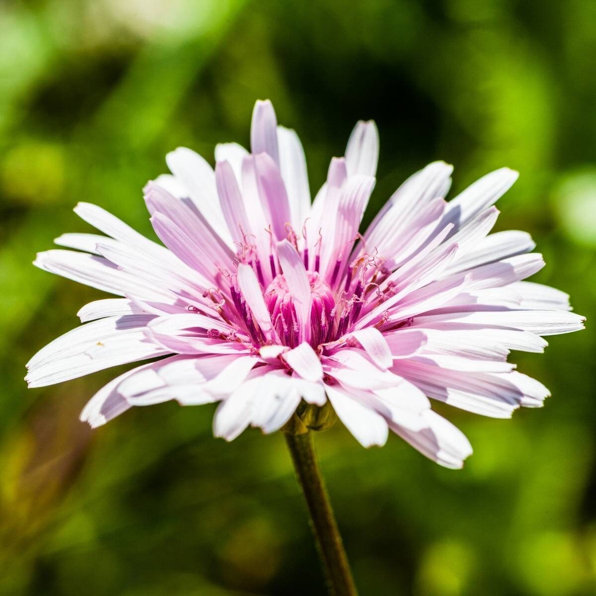 20 Rare Pink 'Dandelion', Rose Maiden, Hawksbeard, Crepis Rubra Seeds CR0120