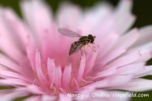 20 Rare Pink 'Dandelion', Rose Maiden, Hawksbeard, Crepis Rubra Seeds CR0120