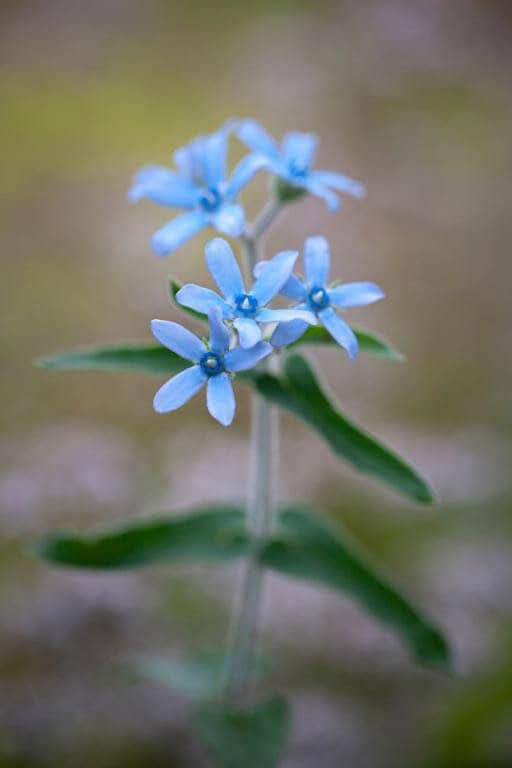 Blue Milkweed Seeds, Heavenly Blue Tweedia, Caerulea, Butterfly, Heavenborn, Oxypetalum caeruleum MW0210