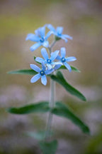 Blue Milkweed Seeds, Heavenly Blue Tweedia, Caerulea, Butterfly, Heavenborn, Oxypetalum caeruleum MW0210