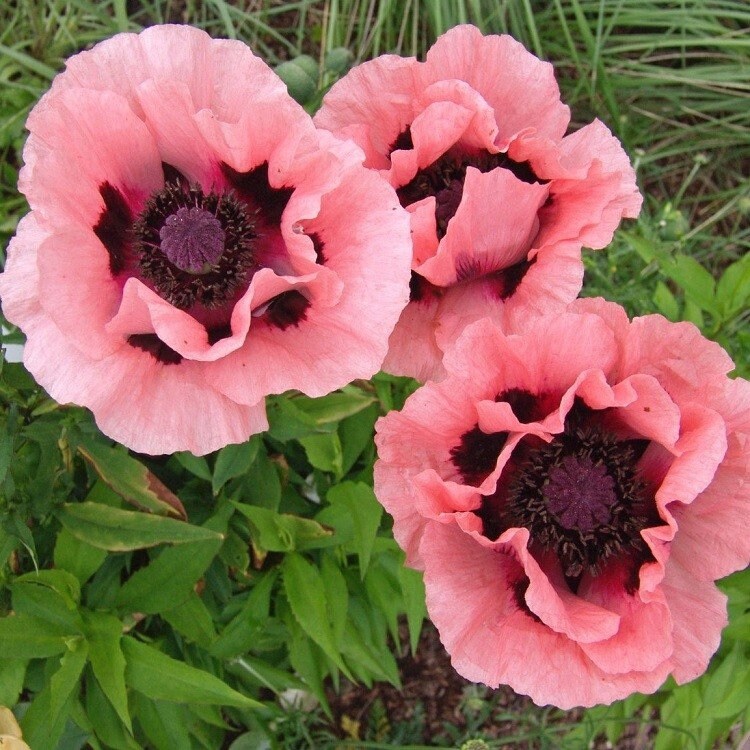50 Princess Victoria Louise Oriental Poppy Seeds, Papaver Orientale, Rosy Pink and Black PO0350R