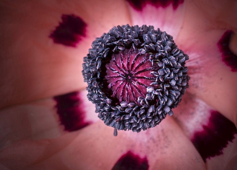 50 Princess Victoria Louise Oriental Poppy Seeds, Papaver Orientale, Rosy Pink and Black PO0350R