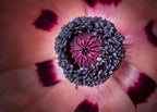 50 Princess Victoria Louise Oriental Poppy Seeds, Papaver Orientale, Rosy Pink and Black PO0350R